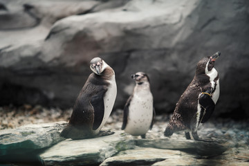 Humboldt penguins standing in natural environment