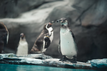 Fototapeta premium Humboldt penguins standing in natural environment