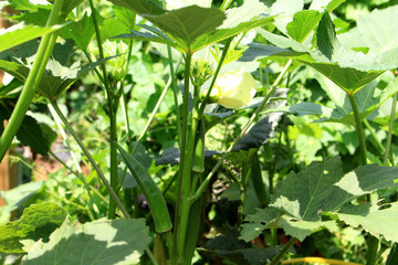 Okra vegetable field