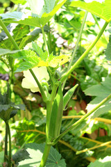 Obraz premium Okra vegetable field