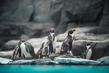 Afwasbaar Fotobehang Pinguïn Humboldt-pinguïns die in natuurlijke omgeving staan