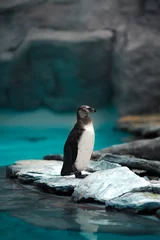 Poster Humboldt penguins standing in natural environment © annaav