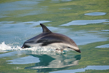 Dusky Dolphin playing