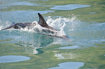 Dusky Dolphin playing