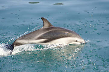 Dusky Dolphin playing