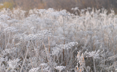 Frost on grass