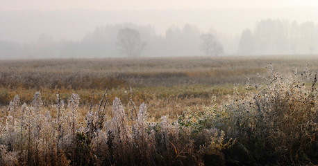 autumn fog