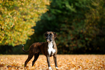 Deutscher Boxer im Park