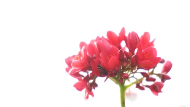 Honey Bee on Spicy jatropha flower (Jatropha integerrima)
