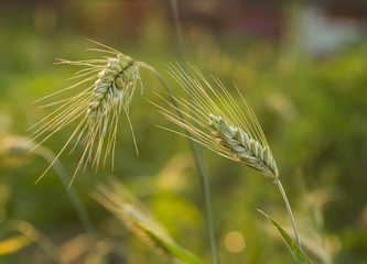 ears of rye