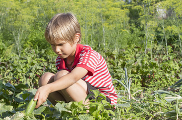 Little boy harvesting cucumbers in garden. Outdoor.