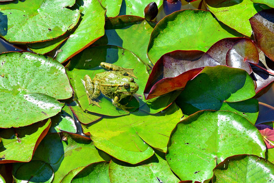 Wasserfrosch am Seerosenblatt