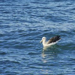 Albatross resting