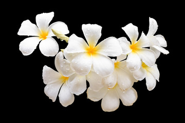 Tropical flowers, Plumeria isolated on black. Saved with clippin