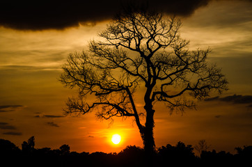 Fototapeta na wymiar sunset with silhouette of tree