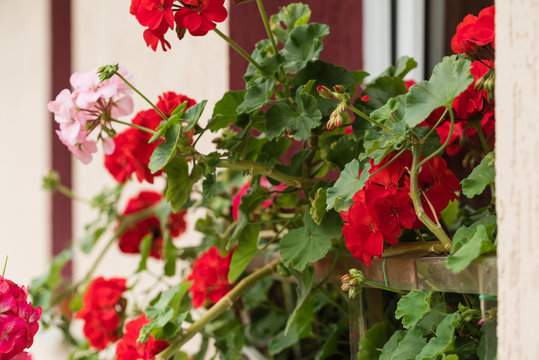 geranium flowers