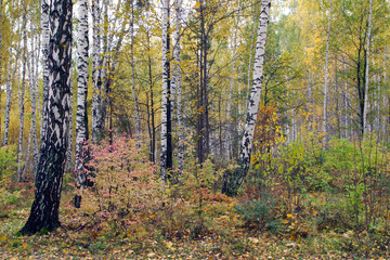 Fototapeta premium autumn forest