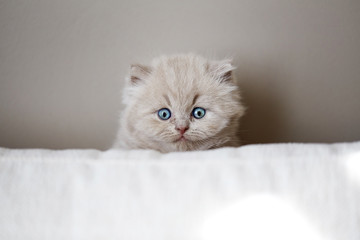 portrait of british kitten
