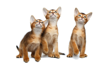 Fototapeta na wymiar Three Little Abyssinian Kitten Sitting and Curious Looking up on Isolated White Background, Front view
