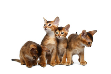 Four Cute Abyssinian Kitten Sitting and Curious Looking in Camera on Isolated White Background, Front view, Little Hunting