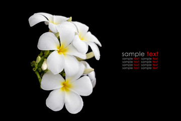 White and yellow tropical flowers, Frangipani, Plumeria isolated