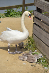 Adult swan nurturing cygnets, Abbotsbury Swannery, Dorset