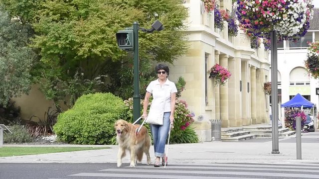 Senior blind woman crossing the street with help of guide dog