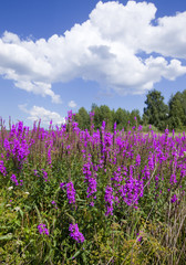 Fototapeta premium wildflowers