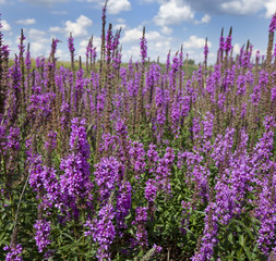Obraz premium wildflowers