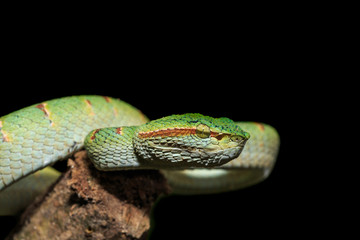 Green snake or Green pit viper in nature of Thailand, Isolated o