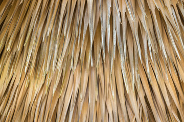 Abstract yellow dry of tree palm leaf texture and