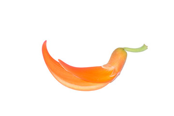 Fresh rev Butea Monosperma or Palash flower isolated on white