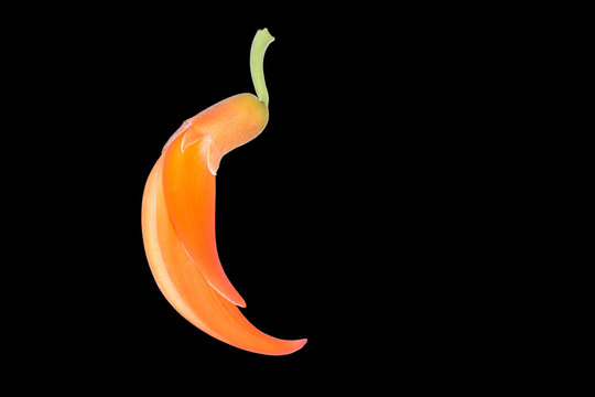 Fresh orange Butea Monosperma or Palash flower isolated on black