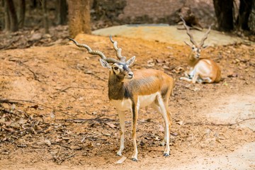 Cute Blackbuck in the forest - Antelope cervicapra
The blackbuck inhabits grassy plains and slightly forested areas. 
Due to their regular need of water, 