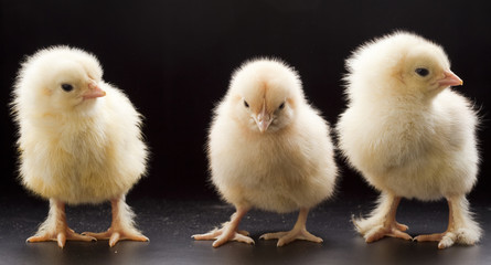 Fototapeta na wymiar Small fluffy chickens