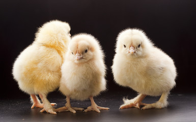 Fototapeta premium Small fluffy chickens
