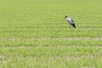 Obraz na płótnie Canvas Long legs bird in green rice fields in Thailand