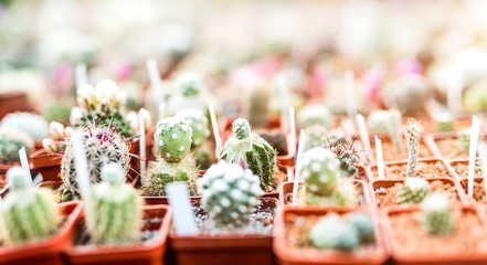 variety of small different cactuses in pots on market stall