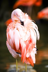 Flamingo at Rest