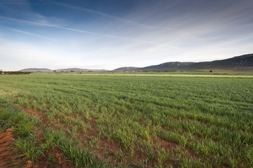 Barley fields in an agricultural landscape in La Mancha, Ciudad Real Province, Spain. In the background can be seen the Toledo Mountains