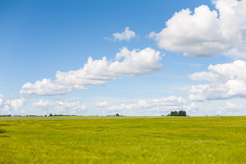 Beautiful, green and luscious barley field with blue skies and white clouds