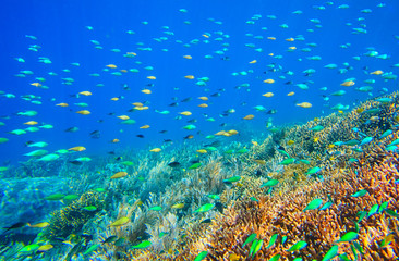 Fototapeta na wymiar Many vibrant small fish above a coral reef
