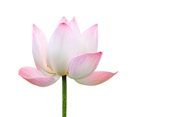 Fototapeta na wymiar Beautiful pink lotus flower isolated on white. Saved with clippi