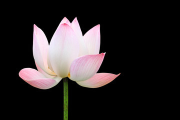 Beautiful pink lotus flower isolated on black. Saved with clippi