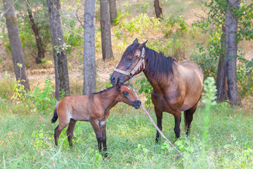 horses mother and child