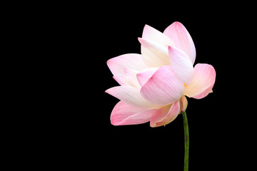 Beautiful pink lotus flower isolated on black. Saved with clippi