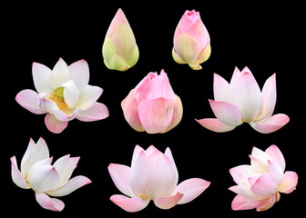 Set of beautiful pink lotus floweSet of beautiful pink lotus flo