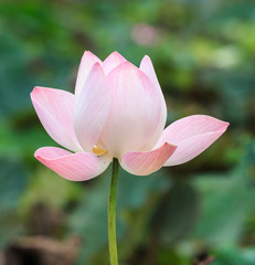 Beautiful pink lotus flower isolated on white. Saved with clippi