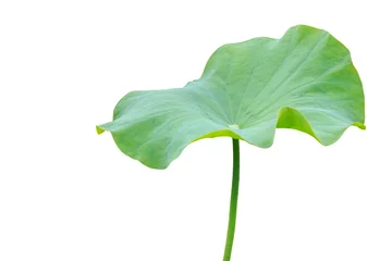 Fotobehang Lotusbloem Groot groen lotusbloemblad dat op wit wordt geïsoleerd. Opgeslagen met uitknippad