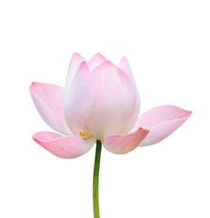 Obraz na płótnie Canvas Beautiful pink lotus flower isolated on white. Saved with clippi